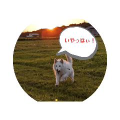 [LINEスタンプ] シロちゃんぺ2