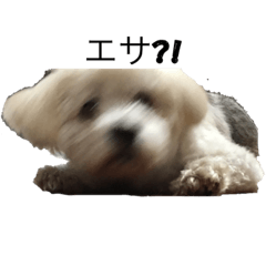 [LINEスタンプ] 日常ペット