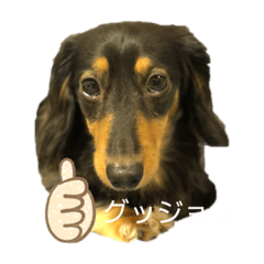 [LINEスタンプ] クロのくーちゃん
