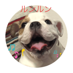 [LINEスタンプ] ブルドッグの笑ちゃん①