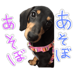 [LINEスタンプ] うちのわんちゃんず♡