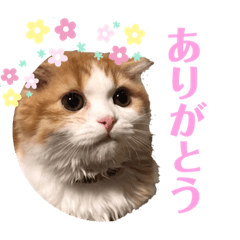 [LINEスタンプ] ふんわりネコ風太くん②