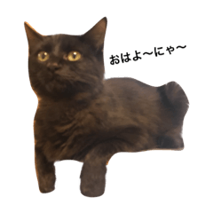 [LINEスタンプ] 黒猫のゴマちゃん
