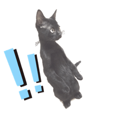 [LINEスタンプ] わたしの黒猫スタンプ