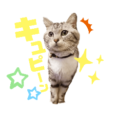 [LINEスタンプ] 森のえるスタンプ