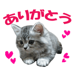 [LINEスタンプ] 猫のスタンプ 会話