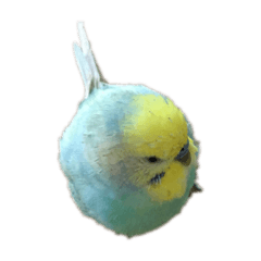 [LINEスタンプ] インコのアヌビスくん♪