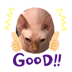 [LINEスタンプ] けのないねこのスタンプ3