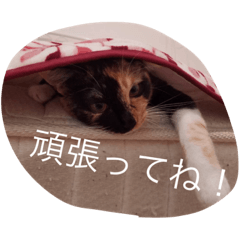 [LINEスタンプ] つぼみスタンプ2