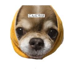 [LINEスタンプ] 愛犬たち(^.^)