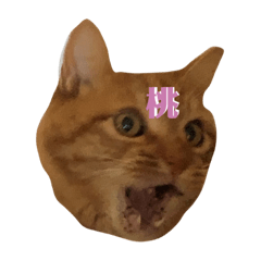 [LINEスタンプ] ぺっとです