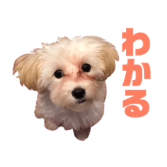 [LINEスタンプ] うちのミルモがかわいい