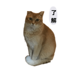 [LINEスタンプ] 私のぬっこ