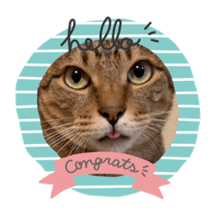 [LINEスタンプ] 保護猫のまるさん