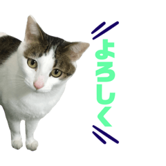 [LINEスタンプ] にゃんこ(自己満)