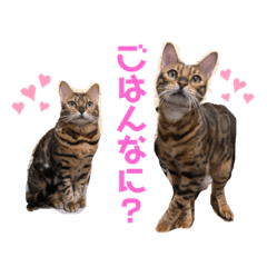 [LINEスタンプ] シャロティナスタンプ