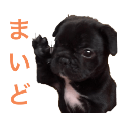[LINEスタンプ] フレンチブルドッグ〜関西弁スタンプ