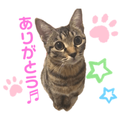 ひめちゃん (猫・キジトラ)