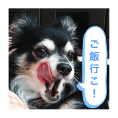 [LINEスタンプ] チワワのもこ