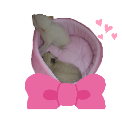 [LINEスタンプ] 猫店のねこ暮らし