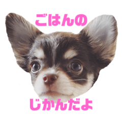 [LINEスタンプ] チワワのフランすたんぷ