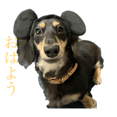 [LINEスタンプ] ダックスフンド 大豆