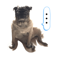 [LINEスタンプ] パグスタンプ（写真）