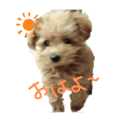 [LINEスタンプ] 今日もしょぴースタンプ