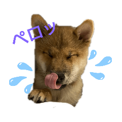 [LINEスタンプ] 豆柴ぽんの日常