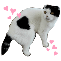 [LINEスタンプ] 猫味