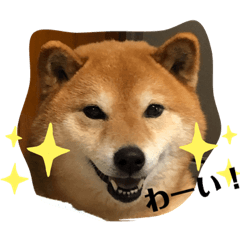 [LINEスタンプ] 柴犬こころスタンプ♩