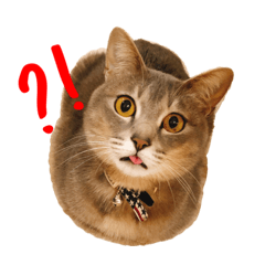 [LINEスタンプ] てとてとてちてち♥︎