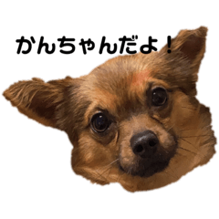 [LINEスタンプ] かんちゃんすたんぷ！