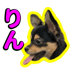[LINEスタンプ] りんちゃんは犬です2