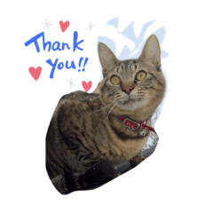 [LINEスタンプ] そらねこ(小澤家)