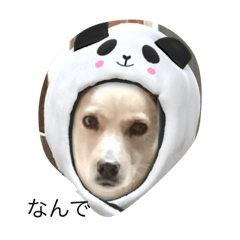 [LINEスタンプ] るいちゃんスタンプ！
