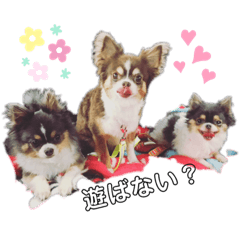 [LINEスタンプ] chihuahua3.