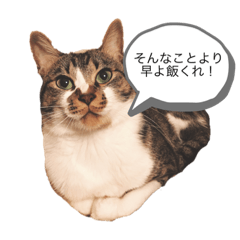 [LINEスタンプ] シロ、クロ、マリンの言ってそうなスタンプ