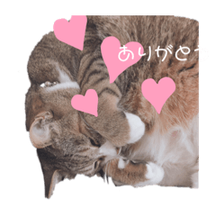 [LINEスタンプ] くぅちゃんのスタンプ .