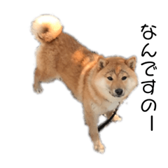 [LINEスタンプ] 犬犬犬犬犬ちゃん