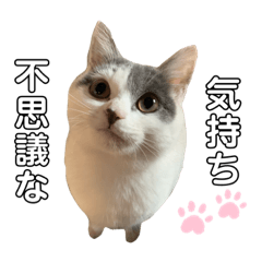 [LINEスタンプ] まめちゃんスタンプ<2>