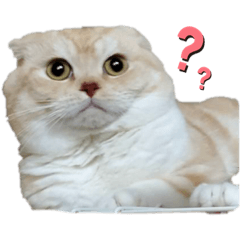 [LINEスタンプ] わんころにゃんころもっち