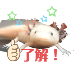 [LINEスタンプ] ウーパールーパー半魚人の日常