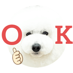 [LINEスタンプ] トイプードルのりんごちゃん