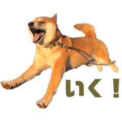 [LINEスタンプ] しば犬 ラム