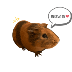 [LINEスタンプ] ココちゃんのスタンプ♡