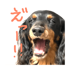 [LINEスタンプ] ミニチュアダックスの会話