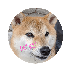 [LINEスタンプ] 柴犬さくらの生活