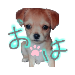 [LINEスタンプ] Rinoすた