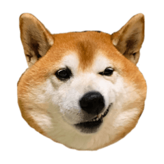[LINEスタンプ] 柴犬善さん3